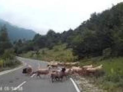 Ոչխարը հարձակվում է հովվուհու վրա