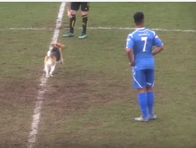 Footballers halt match, run after pitch-invading dog for 7 minutes