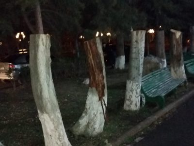 Երեւանում 30 հաստաբուն ծառերի հատման գործով ձերբակալվել է լողավազանի տնօրենը