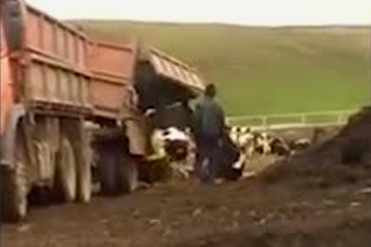 Թաթարստանում վարորդը կովերի նախիրին դուրս է թափել «Կամազ»-ի թափքից