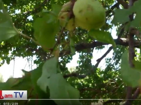 Կարկուտի հետևանքները Արմավիրի մարզում