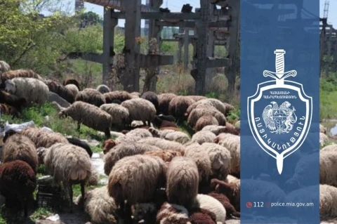 3 երիտասարդներ գողացել են 224 գլուխ ոչխար․ դեպքը բացահայտվել է, գողոնը՝ վերադարձվել