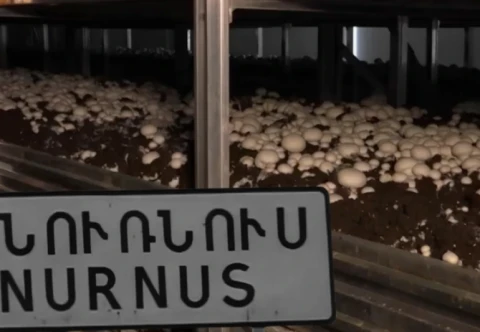 Տարիներ ձգվող գարշահոտություն. Նուռնուսի բնակիչները դժգոհում են «Առողջ սունկ» ՍՊԸ-ի գործունեությունից. «Հետք»