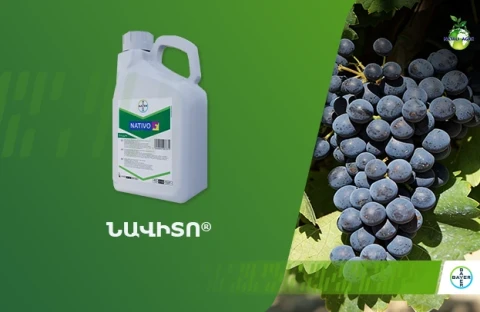 Նատիվո՝ ավելին, քան պատրաստուկ ալրացողի դեմ