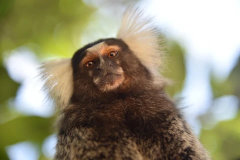 Researchers discover thinking mechanism in monkeys that was considered exclusively human