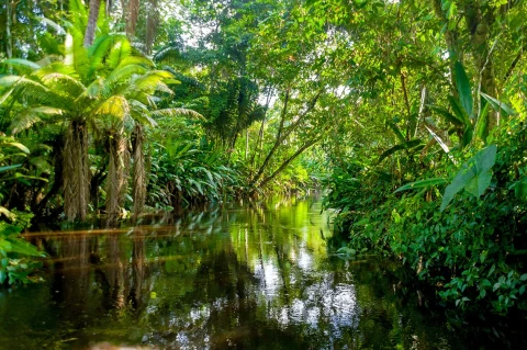 Startling find in archaeology: People lived in the jungle 150,000 years ago