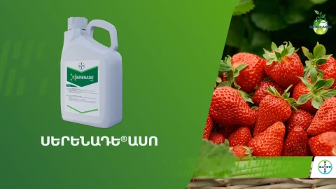 Սերենադե Ասո՝ նորարարական կենսապատրաստուկ սնկային և բակտերիալ հիվանդությունների դեմ