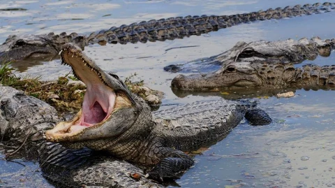Man arrested for throwing child into crocodile enclosure in UK