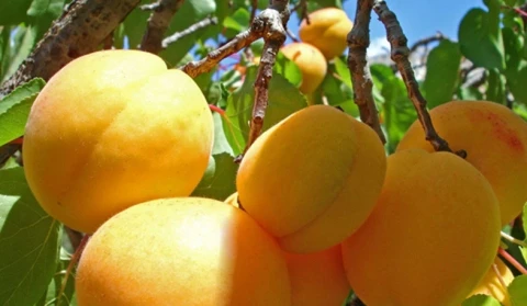 Armenia economy minister: 371 tons of apricots, 154 tons of cherries, 390 thousand pieces and 7 tons of flowers exported on June 19-21