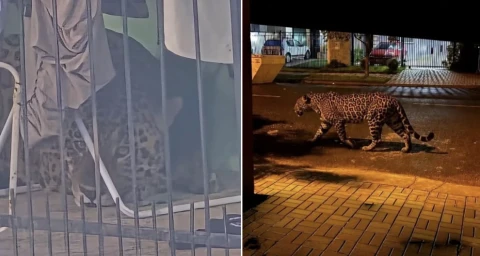 Ягуар, гулявший по жилым районам бразильского города Фос-ду-Игуасу, пойман и возвращён в безопасную среду