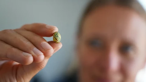 Not Just Warriors: Archaeologists Reveal an Unexpected Side of Viking Life in the 7th–10th Centuries