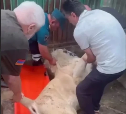 Armenian Investigative Committee: The circumstances under which the lioness did not wake up after sedation will be investigated