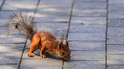 Squirrel causes a commotion at Meta's office in Bangkok