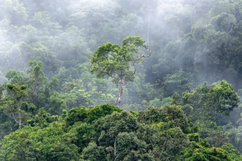 El Niño threatens the Amazon: Tropical forests may lose their role as CO₂ “absorbers”