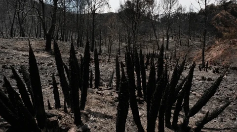 Лесной пожар в Испании унес жизни 13 человек