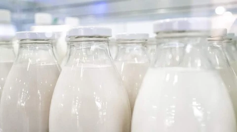 France expects a 30% drop in dairy production due to the heatwave