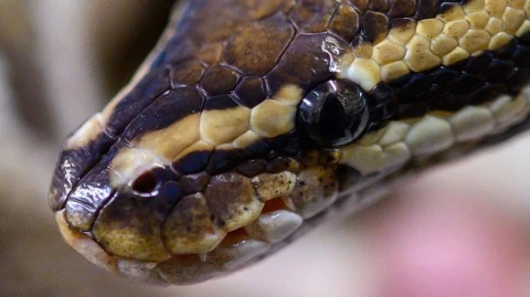 NVWA: Canadian woman tried to fly out of Amsterdam Airport with a python in her bra