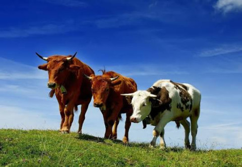 Armenia reduces compensation for animal deaths or culling due to epidemics