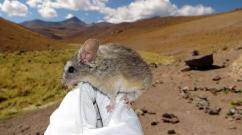 Secrets of the survival of the world's highest-altitude mammal revealed