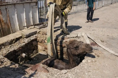 В Казахстане спасли верблюда, провалившегося в канализационный колодец