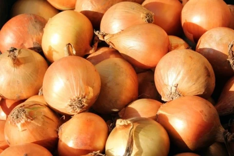 France faces an onion shortage: abnormal heat has destroyed crops across the country