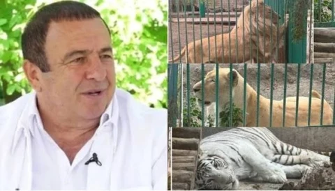 Animals that were moved from Gagik Tsarukyan's mansion to the Yerevan Zoo: