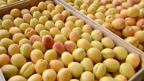 Apricots have not yet been exported from Armenia to Spain, says deputy minister