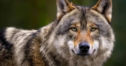Danish authorities issued a guide for tourists in case of encounters with wolves