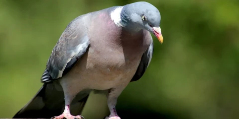 How do birds sense Earth's magnetic field?