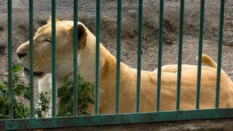 Municipality Will Not Provide the Necropsy Report of the Lion Moved from Tsarukyan's Residence That Never Woke Up — factor.am