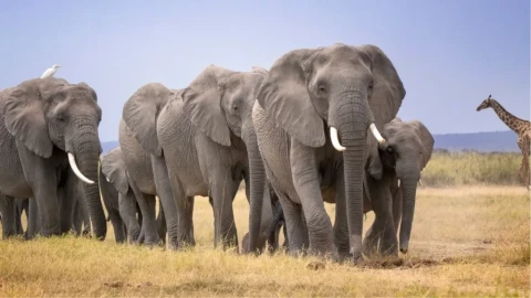 Kenya launches urgent investigation into mysterious death of 14 elephants near Amboseli National Park