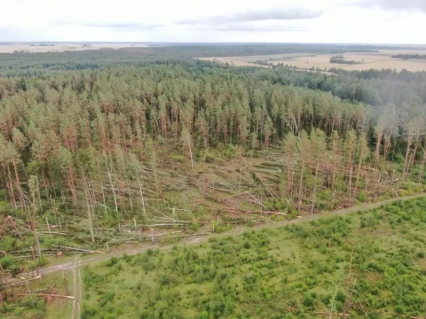 In Lithuania, summer natural disasters damaged 50,000 hectares of crops