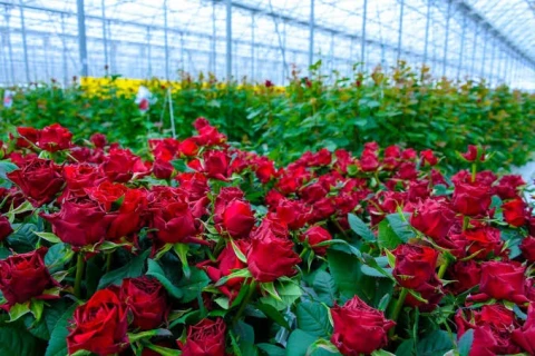 Food Safety Inspectorate: 845,000 pieces and 10 tons of flowers exported from Armenia to EU countries