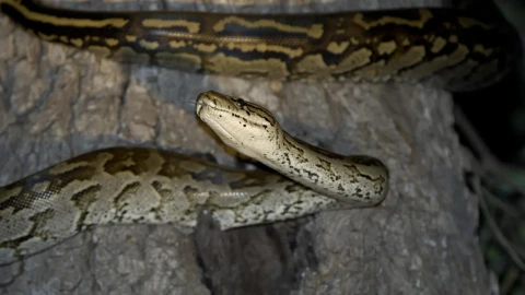 LADBible: Python swallows man alive in Indonesia