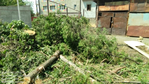 Մոլդովական փողոցում ապօրինի ծառահատումների դեպքով ԲԸՏՄ-ն հաղորդում է ներկայացրել Քննչական կոմիտե