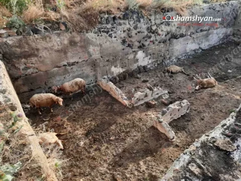 В селе Цовазард животные растерзали 10 ягнят