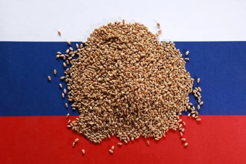Экспорт зерна из России рухнул почти на 40%