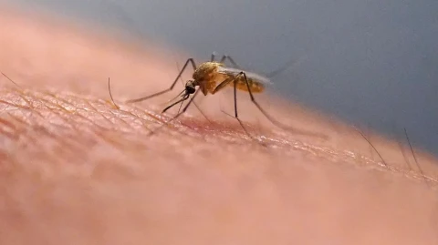 Each species of mosquito has its own “favorite” people, study shows