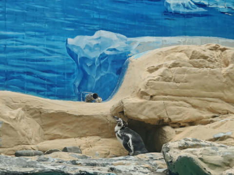 Beijing Zoo: 120 years of history, science – and “panda diplomacy” (PHOTOS)