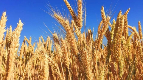 Russia retains leadership in wheat supplies to world market in 2025/26 season