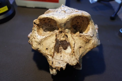 От австралопитеков до Homo sapiens: ученый предложил объединить всех в один род