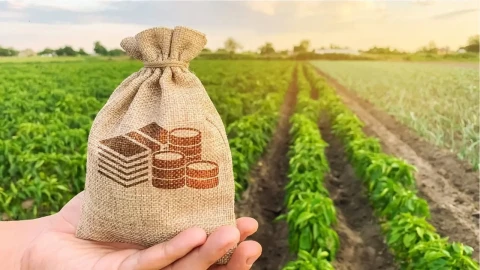 Հայաստանում թզի և դեղձի արտահանողները կստանան փոխհատուցում