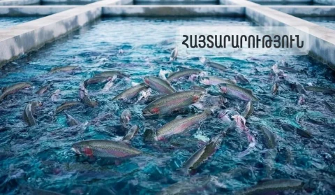 ԱՄԷ արտահանվել է 60 տոննա հայկական ձուկ և ձկնամթերք. ՍԱՏՄ