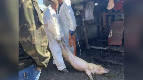 Во втором регионе Сибири начали изымать и уничтожать скот у фермеров