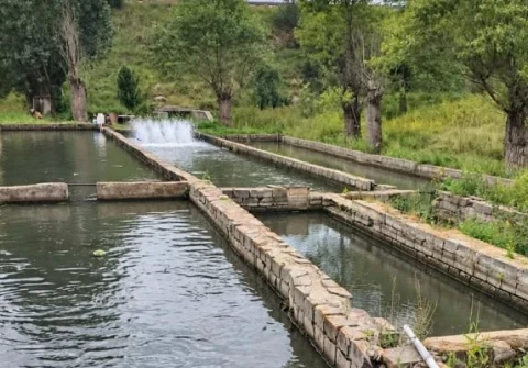 Լոռիում կասեցվել է ձկնաբուծարանի ապօրինի ջրառը. ԲԸՏՄ