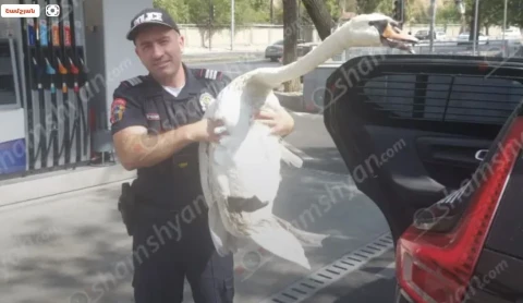 «Թաթա» կարապը փախել էր Երևանի կենդանաբանական այգուց