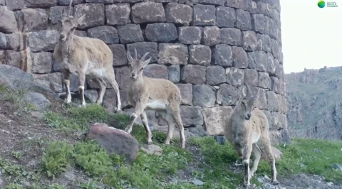 «Խոսրովի անտառ» արգելոցում ֆոտոթակարդները ֆիքսել են բեզոարյան այծերի (վիդեո)