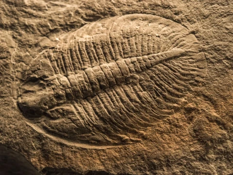 Science Advances: Животные могли появиться на Земле на 200 миллионов лет раньше древнейших окаменелостей