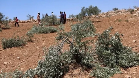 Израильские поселенцы сожгли оливковые деревья и напали на палестинцев на Западном берегу: пострадала журналистка Washington Post
