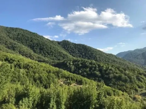 Աղվերանի անտառում ծառից կախվшծ հայտնաբերվել է ՌԴ 22-ամյա քաղաքացու դին